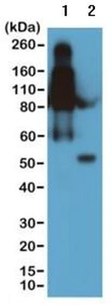Western blot - Anti-Mouse IgG2b antibody [RM108] (AB190482)