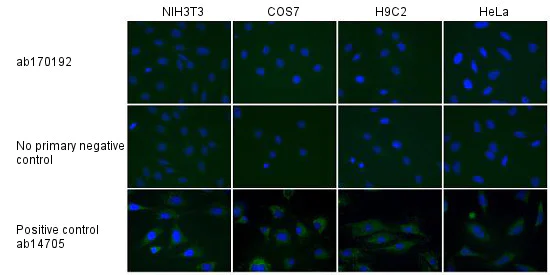 Immunocytochemistry/ Immunofluorescence - Mouse IgG2b, kappa monoclonal [7E10G10] - Isotype Control (AB170192)