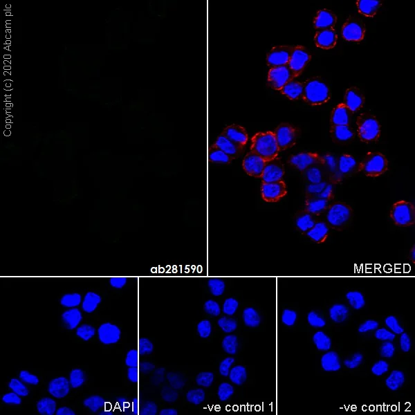 Immunocytochemistry/ Immunofluorescence - Mouse IgG2b monoclonal [R311-MouseIgG2b] - Isotype control - BSA and Azide free (AB281638)
