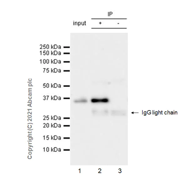 Immunoprecipitation - Mouse IgG2c, kappa monoclonal [18C8BC7AD10] - Isotype Control (AB170191)