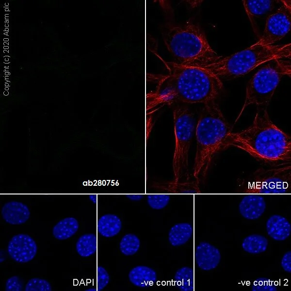 Immunocytochemistry/ Immunofluorescence - Mouse IgG2c monoclonal [R313-MouseIgG2c]-Isotype control (AB280756)