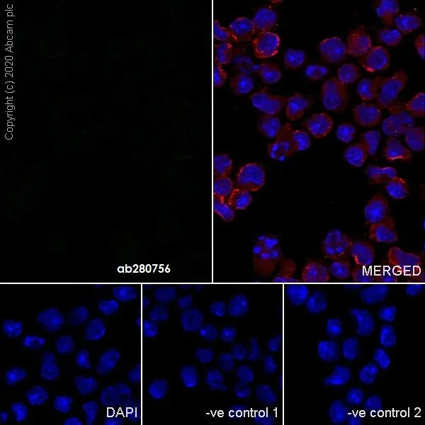 Immunocytochemistry/ Immunofluorescence - Mouse IgG2c monoclonal [R313-MouseIgG2c]-Isotype control (AB280756)