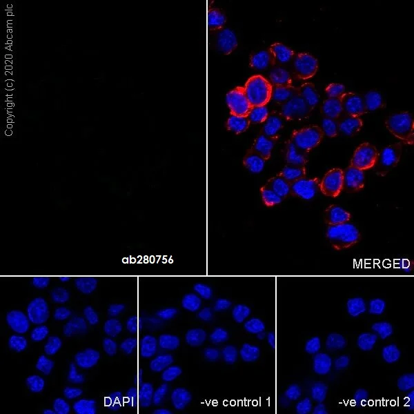 Immunocytochemistry/ Immunofluorescence - Mouse IgG2c monoclonal [R313-MouseIgG2c] - Isotype control - Low endotoxin, Azide free (AB280757)