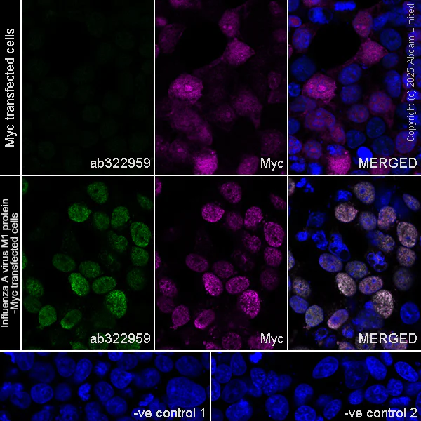 Immunocytochemistry/ Immunofluorescence - Anti-Mouse Influenza A virus M1 protein antibody [1G1A12] (AB322959)