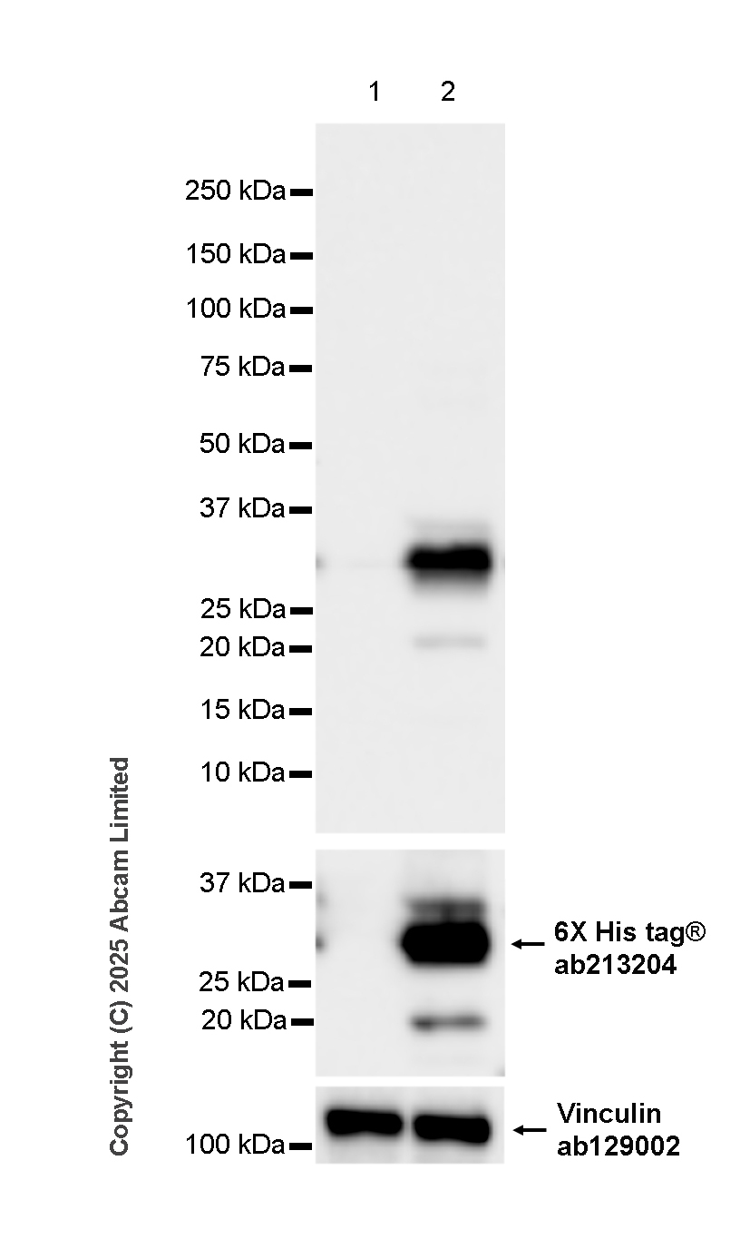 Western blot - Anti-Mouse Influenza A virus M1 protein antibody [1G1A12] (AB322959), expandable thumbnail