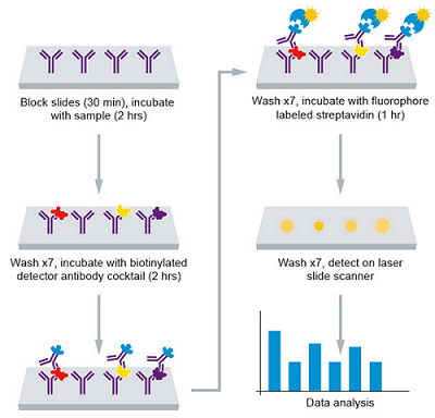 Mouse Interleukin Antibody Array (10 Targets) - Quantitative