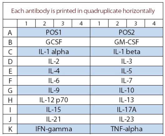 Multiplex Protein Detection - Mouse Interleukin Antibody Array (20 Targets) - Quantitative (AB197475), expandable thumbnail