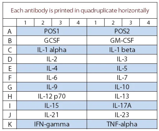 Multiplex Protein Detection - Mouse Interleukin Antibody Array (20 Targets) - Quantitative (AB197475)