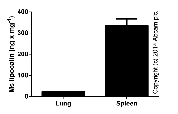 Sandwich ELISA - Mouse Lipocalin-2 ELISA Kit (NGAL) (AB119601), expandable thumbnail