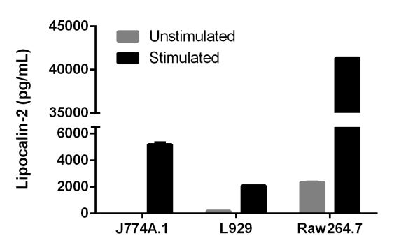 Sandwich ELISA - Mouse Lipocalin-2 ELISA Kit (NGAL) (AB199083), expandable thumbnail