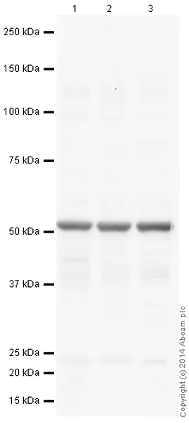 Western blot - Mouse Loading Control Antibody Panel (AB199713)
