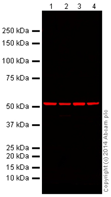 Western blot - Mouse Loading Control Antibody Panel (Alexa Fluor® 680) (AB199716), expandable thumbnail