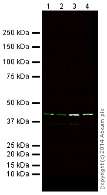 Western blot - Mouse Loading Control Antibody Panel (Alexa Fluor® 790) (AB200701), expandable thumbnail