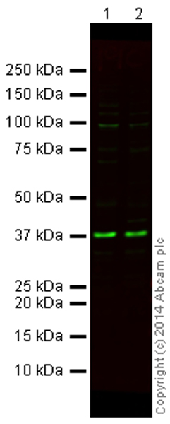 Western blot - Mouse Loading Control Antibody Panel (Alexa Fluor® 790) (AB200701), expandable thumbnail