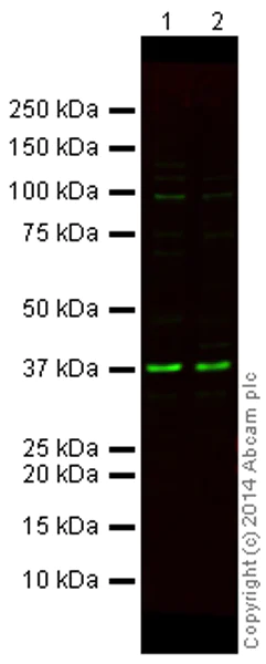 Western blot - Mouse Loading Control Antibody Panel (Alexa Fluor® 790) (AB200701)