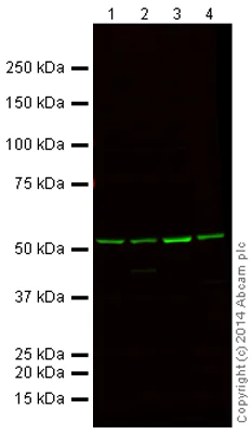 Western blot - Mouse Loading Control Antibody Panel (Alexa Fluor® 790) (AB200701)