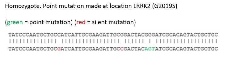 Sanger Sequencing - Mouse LRRK2 (G2019S) PM knock-in SV40 MEF cell line (AB283355), expandable thumbnail