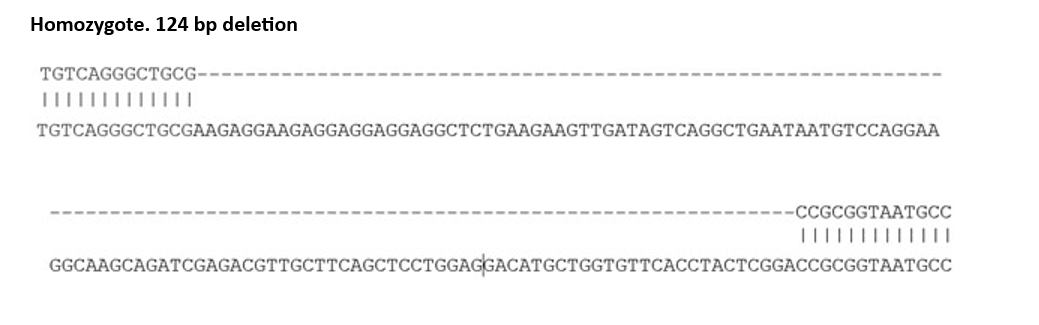 Sanger Sequencing - Mouse LRRK2 knockout SV40 MEF cell line (AB283354), expandable thumbnail
