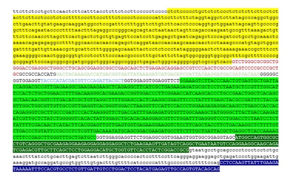 Sanger Sequencing - Mouse LRRK2 (N-terminal Apex2) LG knock-in SV40 MEF cell line (AB283306), expandable thumbnail