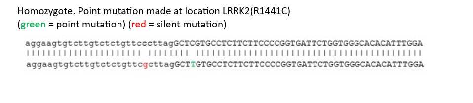 Sanger Sequencing - Mouse LRRK2 (R1441C) PM knock-in SV40 MEF cell line (AB283305), expandable thumbnail