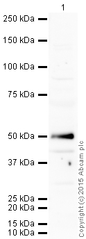 Western blot - Mouse lung normal tissue lysate - total protein (AB29297), expandable thumbnail