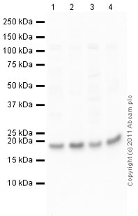 Western blot - Mouse lung normal tissue lysate - total protein (ab29297), expandable thumbnail