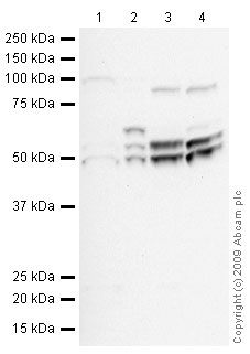 Western blot - Mouse lung normal tissue lysate - total protein (ab29297), expandable thumbnail