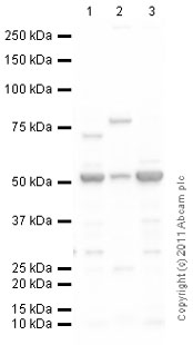 Western blot - Mouse lung normal tissue lysate - total protein (ab29297), expandable thumbnail