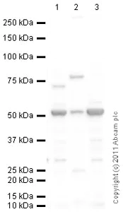 Western blot - Mouse lung normal tissue lysate - total protein (AB29297)