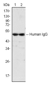 Mouse monoclonal [4D2D9G8] Anti-Human IgG Fc