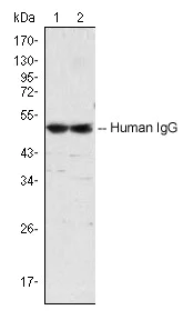 Western blot - Mouse monoclonal [4D2D9G8] Anti-Human IgG Fc (AB31925)