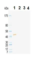 Western blot - Mouse monoclonal [KT96] Anti-Rat IgG1 H&L (HRP) (AB106753)