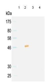 Western blot - Mouse monoclonal [KT97] Anti-Rat IgG2a H&L (HRP) (AB106783)