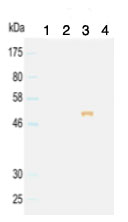 Western blot - Mouse monoclonal [KT98] Anti-Rat IgG2b H&L (HRP) (AB106750), expandable thumbnail
