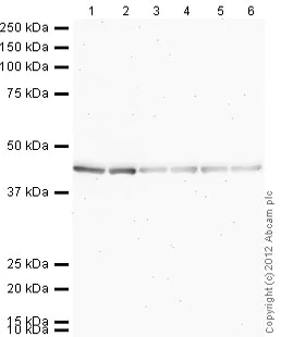 Western blot - Mouse monoclonal [SB62a] Anti-Rabbit IgG light chain (Alkaline Phosphatase) (AB99696)
