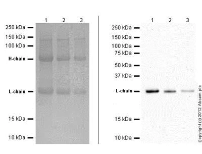 Western blot - Mouse monoclonal [SB62a] Anti-Rabbit IgG light chain (Alkaline Phosphatase) (AB99696)