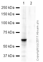 Immunoprecipitation - Mouse monoclonal [SB62a] Anti-Rabbit IgG light chain (HRP) (AB99697)