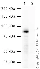 Immunoprecipitation - Mouse monoclonal [SB62a] Anti-Rabbit IgG light chain (HRP) (AB99697)