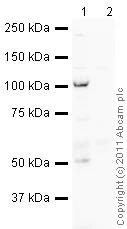 Immunoprecipitation - Mouse monoclonal [SB62a] Anti-Rabbit IgG light chain (HRP) (AB99697)