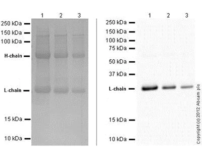 Western blot - Mouse monoclonal [SB62a] Anti-Rabbit IgG light chain (HRP) (AB99697)