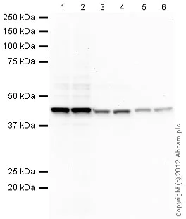 Mouse Anti-Rabbit IgG light chain (HRP) secondary antibody