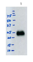 Western blot - Mouse monoclonal [SB62a] Anti-Rabbit IgG light chain (HRP) (AB99697)