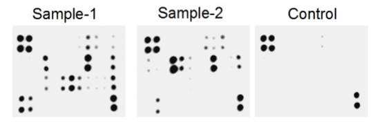 Multiplex Protein Detection - Mouse Neuro Antibody Array (Membrane, 23 Targets) (AB211069)