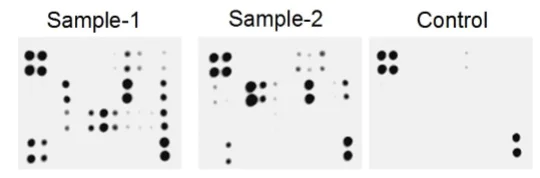 Multiplex Protein Detection - Mouse Neuro Antibody Array (Membrane, 23 Targets) (AB211069)