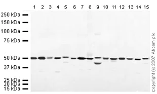 Western blot - Mouse pancreas tissue lysate - total protein (AB29363)