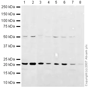 Western blot - Mouse pancreas tissue lysate - total protein (AB29363)
