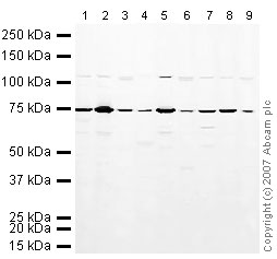 Western blot - Mouse pancreas tissue lysate - total protein (AB29363), expandable thumbnail