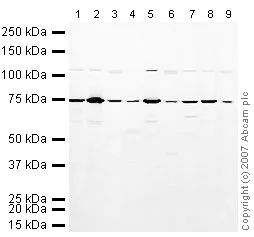 Western blot - Mouse pancreas tissue lysate - total protein (AB29363)