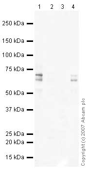 Western blot - Mouse pancreas tissue lysate - total protein (ab29363), expandable thumbnail