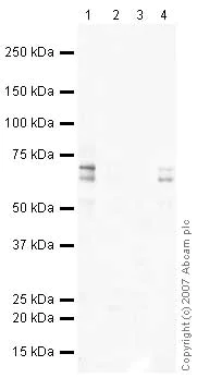 Western blot - Mouse pancreas tissue lysate - total protein (AB29363)
